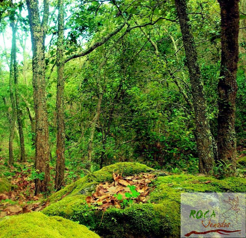Vila Rocavenados Mascota Exteriér fotografie
